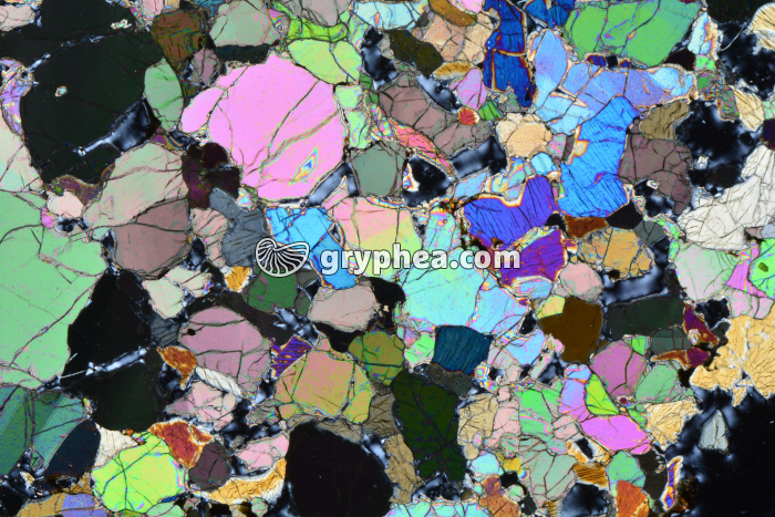 Péridotite LPA x3,5 - gryphea.com